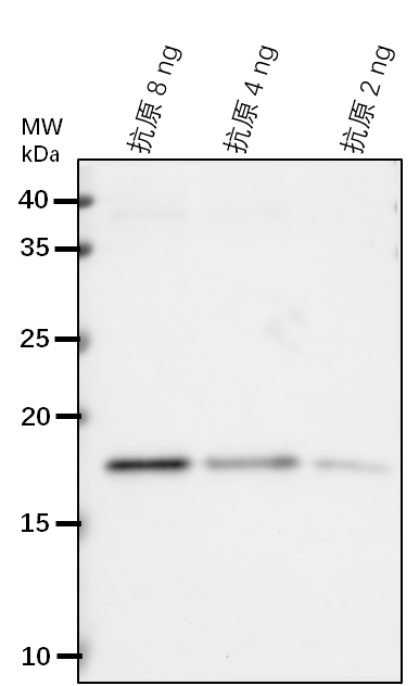 Anti-USP/ Universal Stress Protein