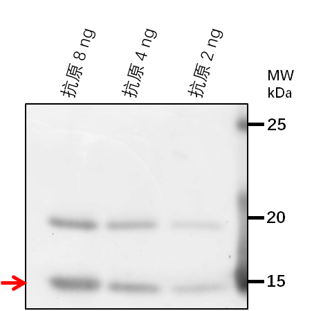Anti-VPS35B/ Vacuolar protein sorting-associated protein 35B