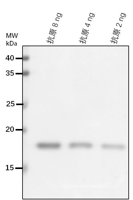 Anti-PIP1.4/ Probable aquaporin PIP1-4