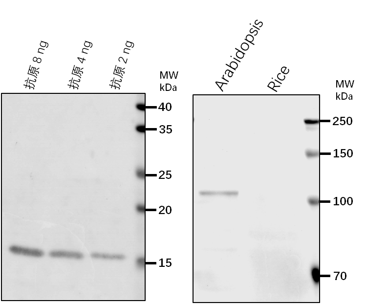 Anti-NIA2/ Nitrate reductase [NADH] 2