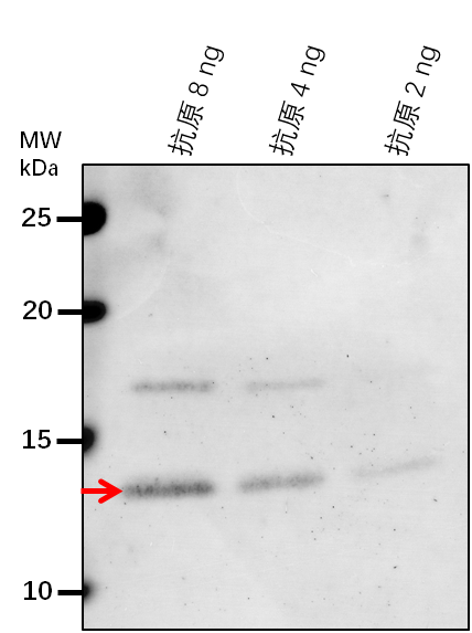 Anti-NIA1/ Nitrate reductase [NADH] 1