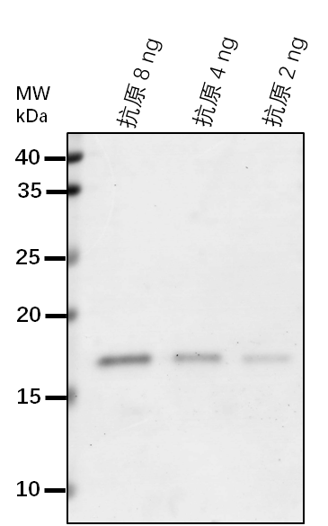 Anti-FLS2/ LRR receptor-like serine/threonine-protein kinase
