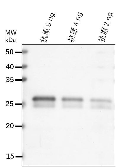 Anti-FER/ Receptor-like protein kinase FERONIA