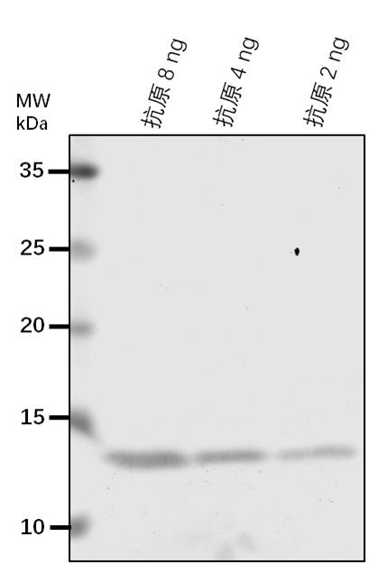 Anti-CPN60A1/ Chaperonin 60 subunit alpha 1 (chloroplastic)
