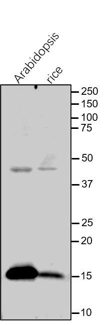 Anti-PsbQ/ Photosystem II subunit Q rabbit antibody