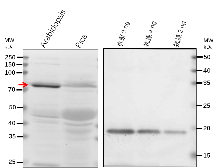Anti-PEC1/ Plastid Envelope Channel 1