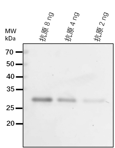 Anti-REC1/ Protein REDUCED CHLOROPLAST COVERAGE 1