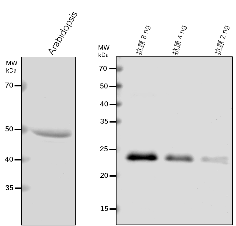 Anti-MAM1/ Methylthioalkylmalate synthase 1, chloroplastic