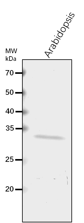 Anti-CGR2/3 /Probable pectin methylesterase CGR2