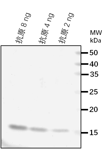 Anti-GSL8/CALS10/ Callose synthase 10