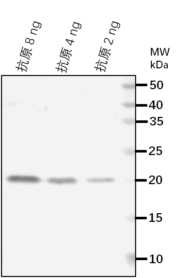 Anti-VRN1/ B3 domain-containing transcription factor VRN1