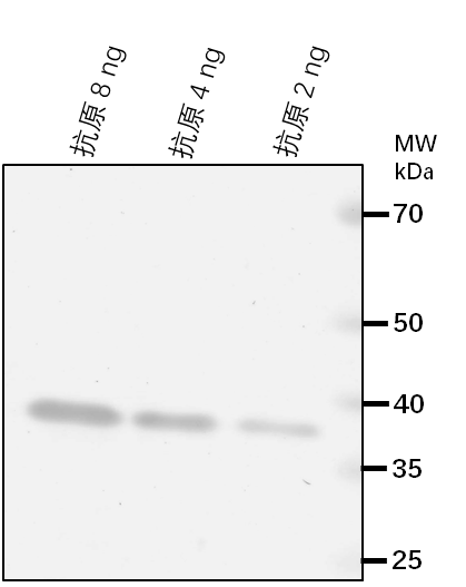 Anti-NRP1/ NAP1-related protein 1