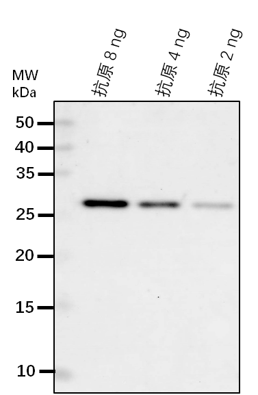 Anti-PDS1/ 4-hydroxyphenylpyruvate dioxygenase