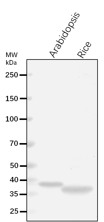 Anti-CSP41A/Chloroplast stem-loop binding protein of 41 kD a