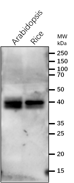 Anti-PsbC / CP43 subunit of Photosystem II rabbit antibody