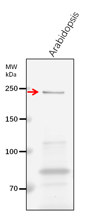 Anti-GLT1/ Glutamate synthase 1 [NADH], chloroplastic