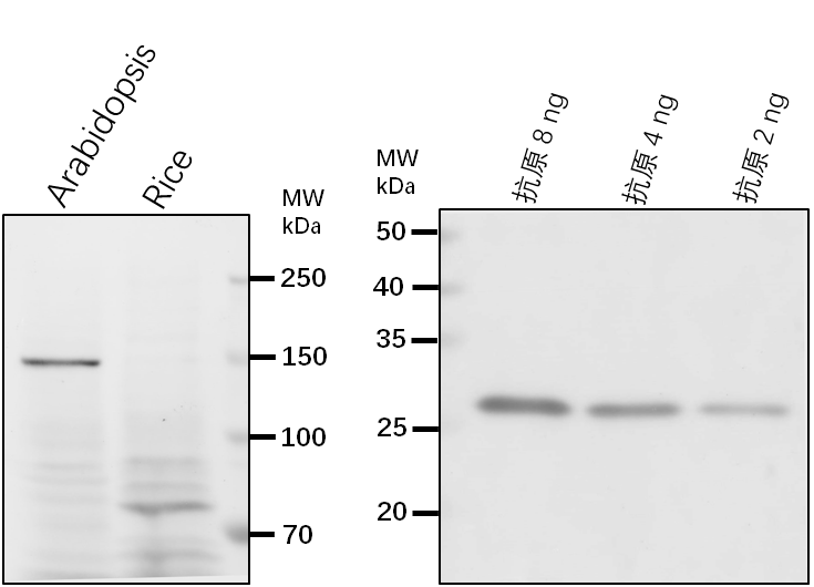 Anti-KAC1/KIN14A/ Kinesin-like protein KIN-14A