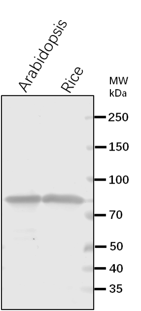 Anti-HSP70-6/ Heat shock 70 kDa protein 6, chloroplastic