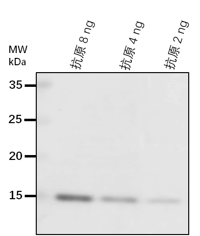 Anti-TTL/ Uric acid degradation bifunctional protein