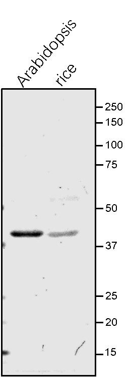 Anti-GSA1 / GSA-AT / GSA aminotransferase
