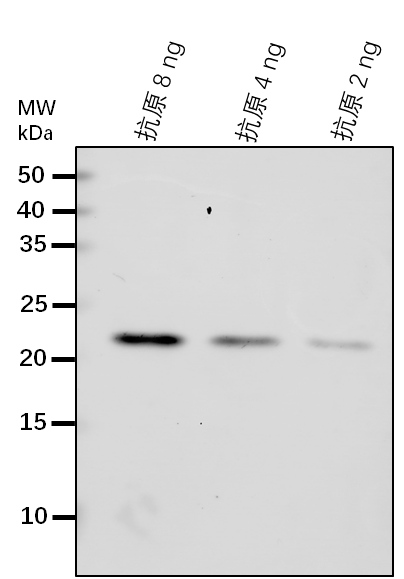 Anti-SUVH9/ Histone-lysine N-methyltransferase family member