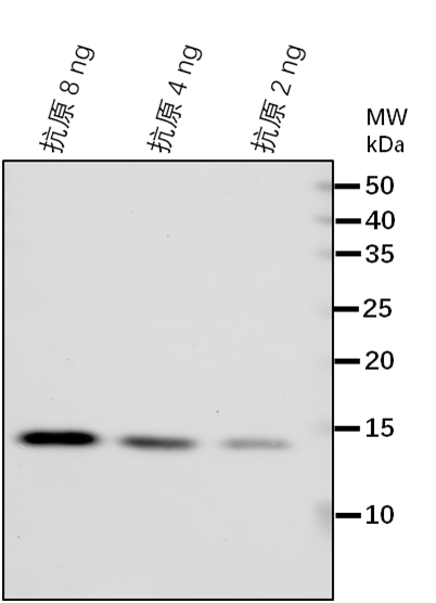 Anti-HER2/ GroES-like zinc-binding alcohol dehydrogenase