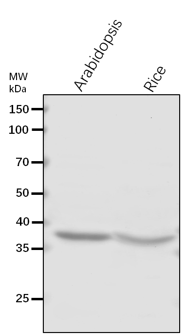 Anti-RGP1/ UDP-arabinopyranose mutase 1