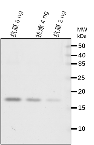 Anti-LPAT2/ 1-acyl-sn-glycerol-3-phosphate acyltransferase 2