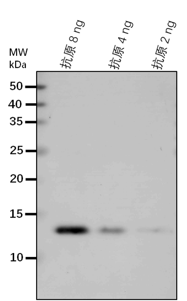 Anti-FAD2/ Delta(12)-fatty-acid desaturase
