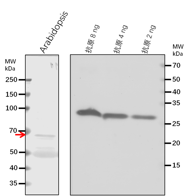 Anti-ELF7/ Protein EARLY FLOWERING 7