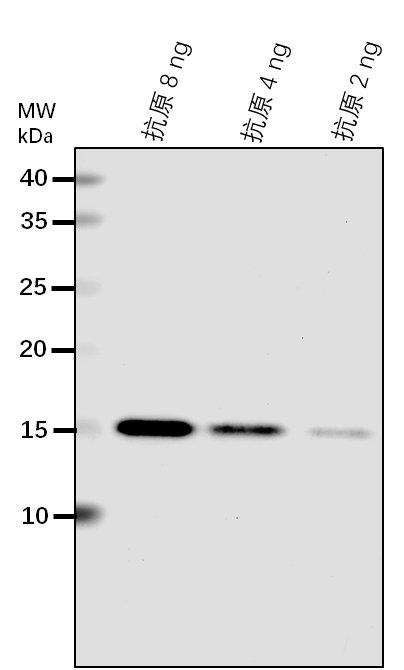 Anti-BRN1/ RNA-binding protein BRN1