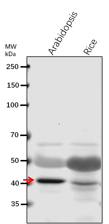 Anti-VHA-C/DET3 V-type proton ATPase subunit C