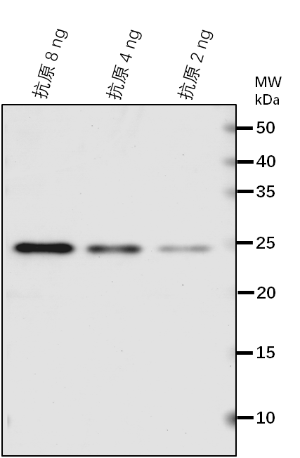 Anti-SDF2/ Stromal cell-derived factor 2-like protein