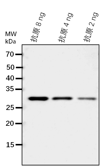 Anti-PCAP1/Plasma membrane-associated cation-binding protein