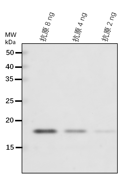 Anti-ATSEC62/ Translocation protein SEC62
