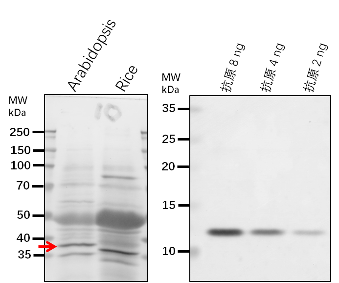 Anti-TRIP1/ Eukaryotic translation initiation factor 3 subun