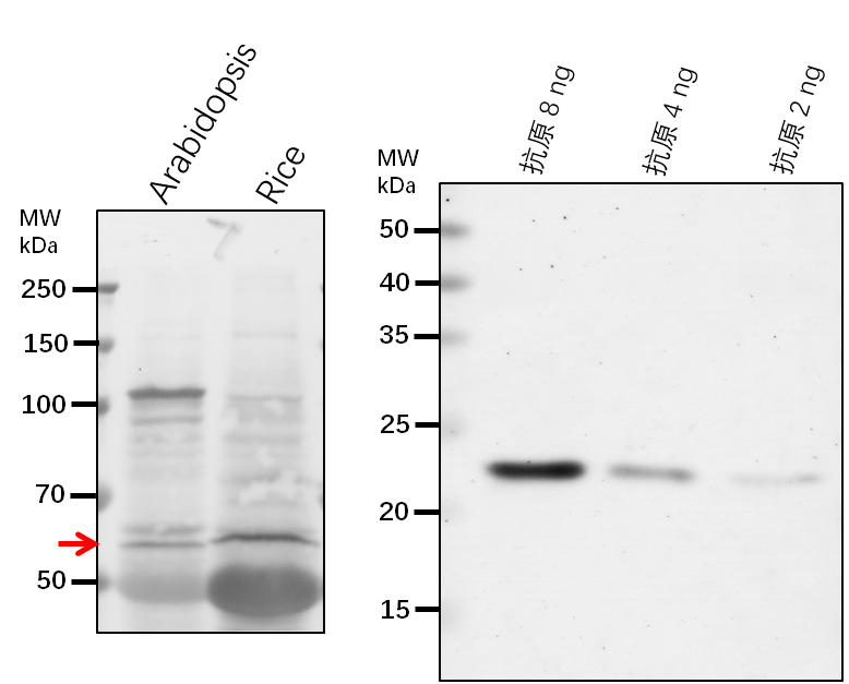 Anti-PPOX1/ Protoporphyrinogen oxidase 1, chloroplastic