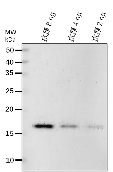 Anti-REM1.3 rabbit antibody