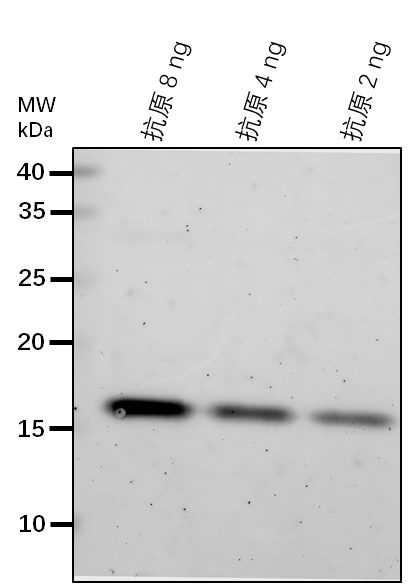 Anti-ALP/ Aleurain-like protease