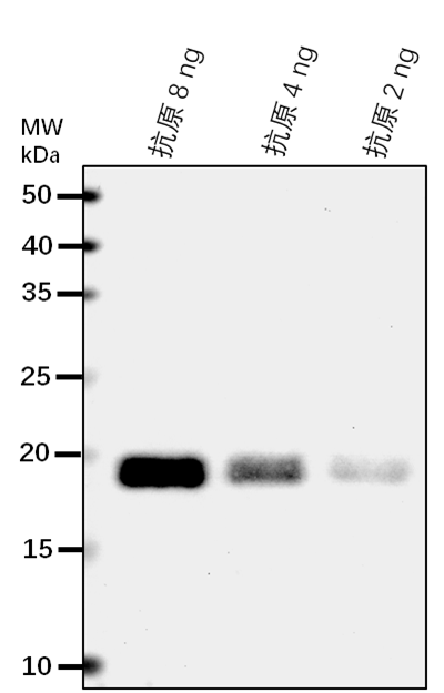 Anti-CBSX3/CBS domain-containing protein CBSX3