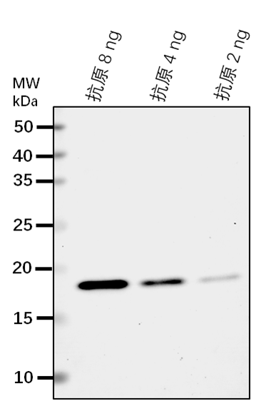 Anti-PRXIIF/ Peroxiredoxin-2F, mitochondrial