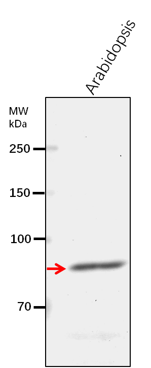 Anti-PLD alpha 1/ Phospholipase D alpha 1