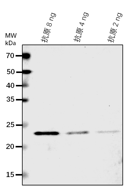 Anti-CYP74A/ Allene oxide synthase, chloroplastic