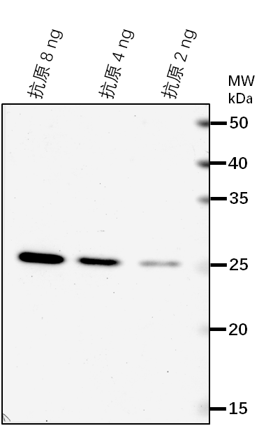 Anti-NRPB1/ DNA-directed RNA polymerase II subunit RPB1