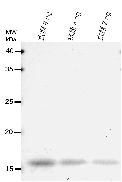 Anti-SOC1/ MADS-box protein SOC1
