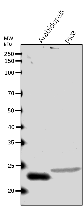 Anti-FSD1 / Superoxide dismutase [Fe] 1, chloroplastic