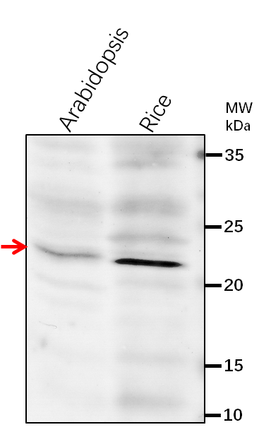 Anti-NAD9/ NADH dehydrogenase subunit 9