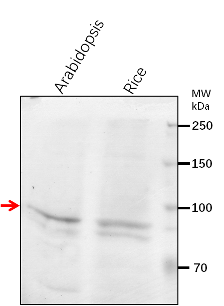 Anti-ABH1/ Nuclear cap-binding protein subunit 1