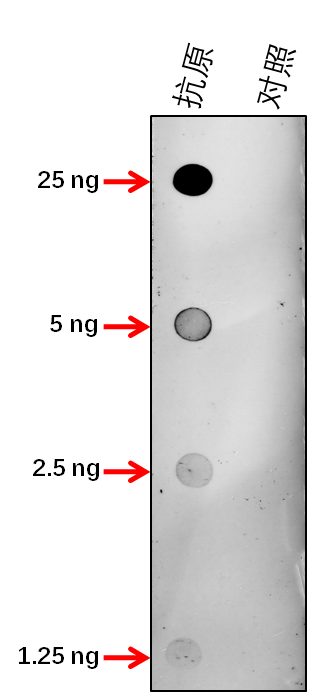 Anti-ABI2/ Abscisic acid insensitive 2