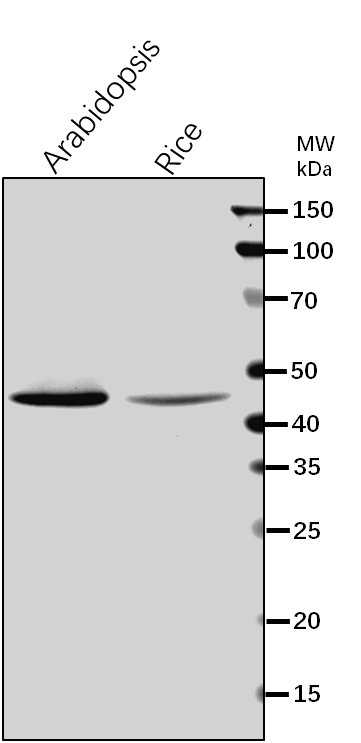 Anti-APS1/ ATP sulfurylase 1 rabbit antibody